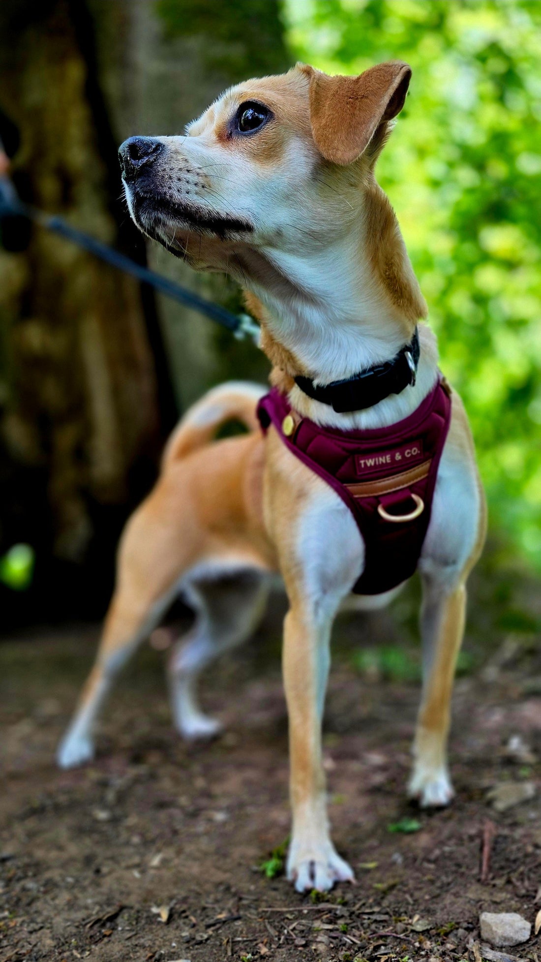 Why some dogs hate harnesses (And what owners often miss)