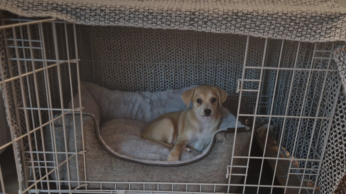 New puppy Luna sitting inside her crate, showing a safe and calm home setup for crate training.