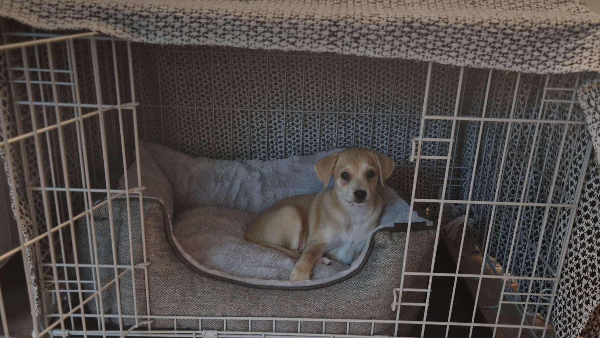 New puppy Luna sitting inside her crate, showing a safe and calm home setup for crate training.