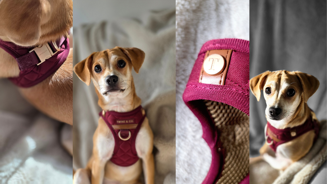 Why We Designed Our First Harness the Way We Did