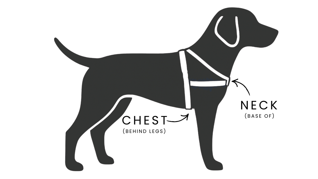 How to Measure Your Dog for a Harness (Without the Guesswork)