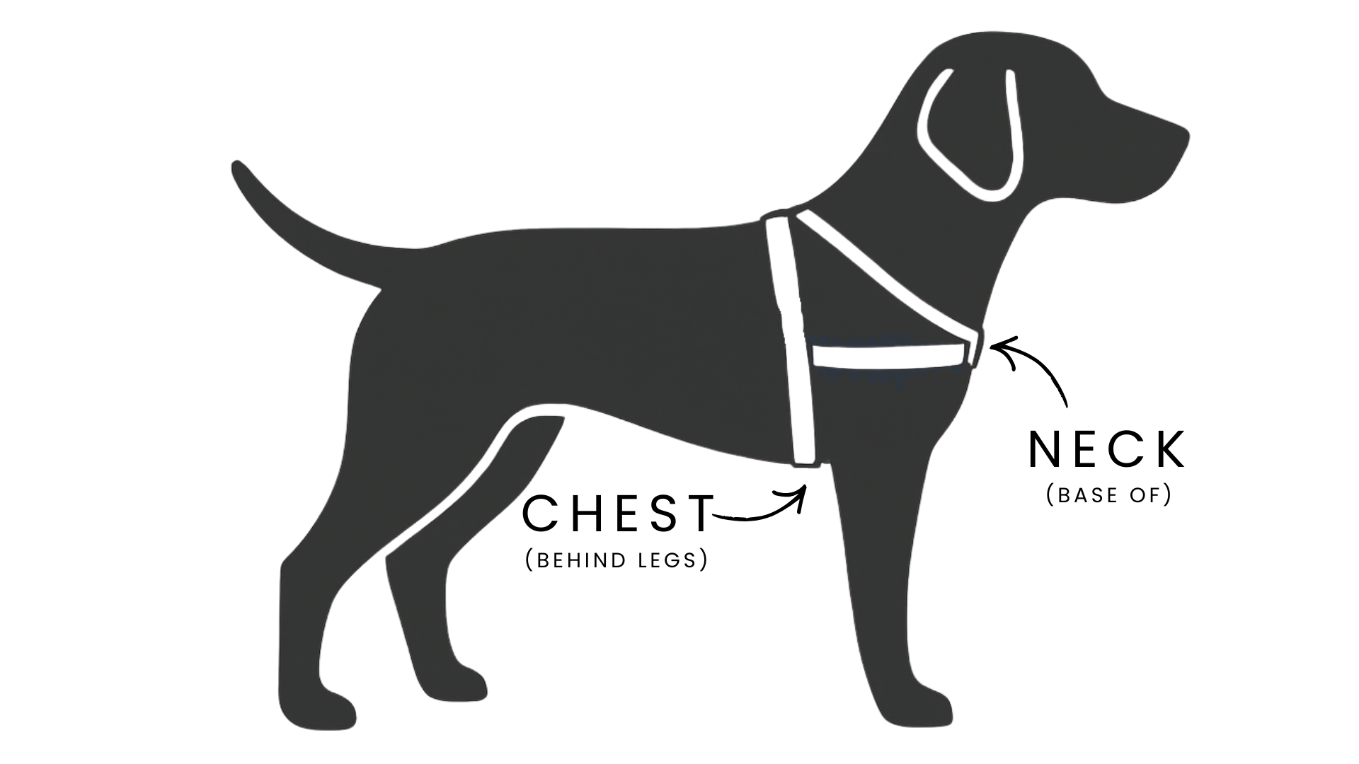 How to Measure Your Dog for a Harness (Without the Guesswork)