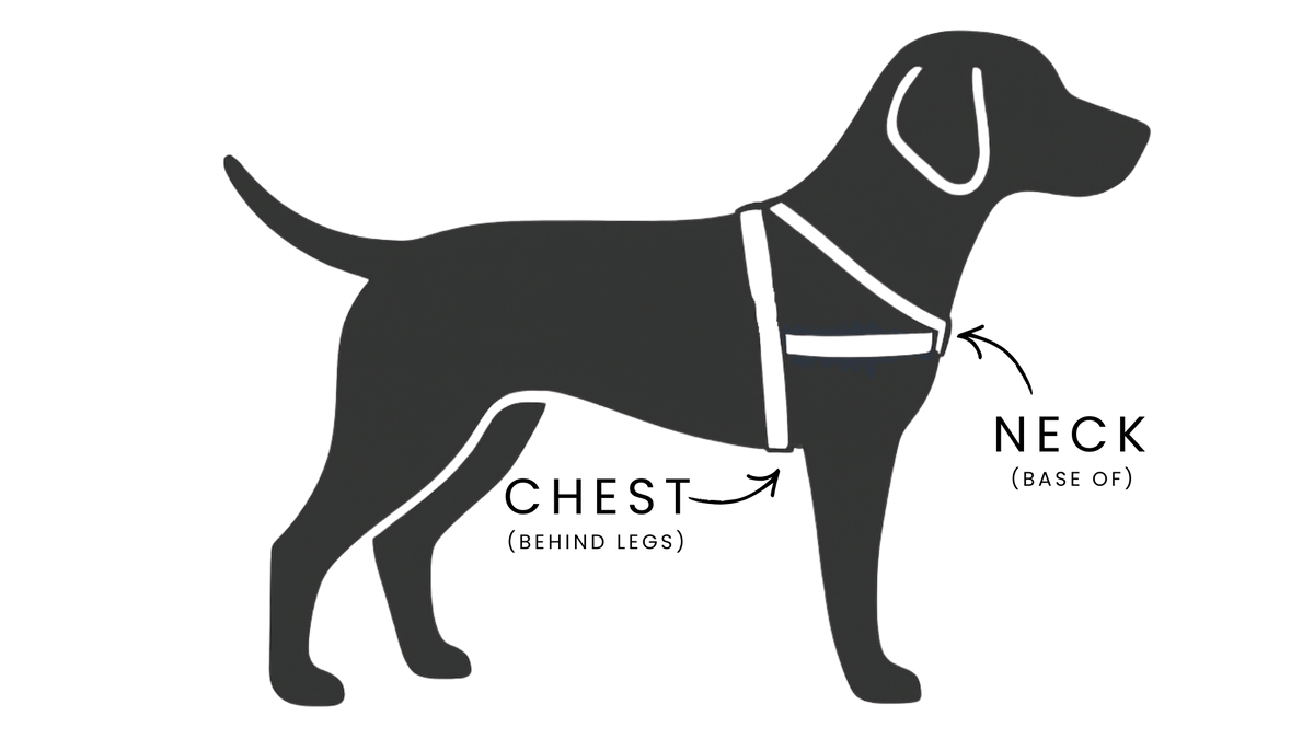 How to Measure Your Dog for a Harness