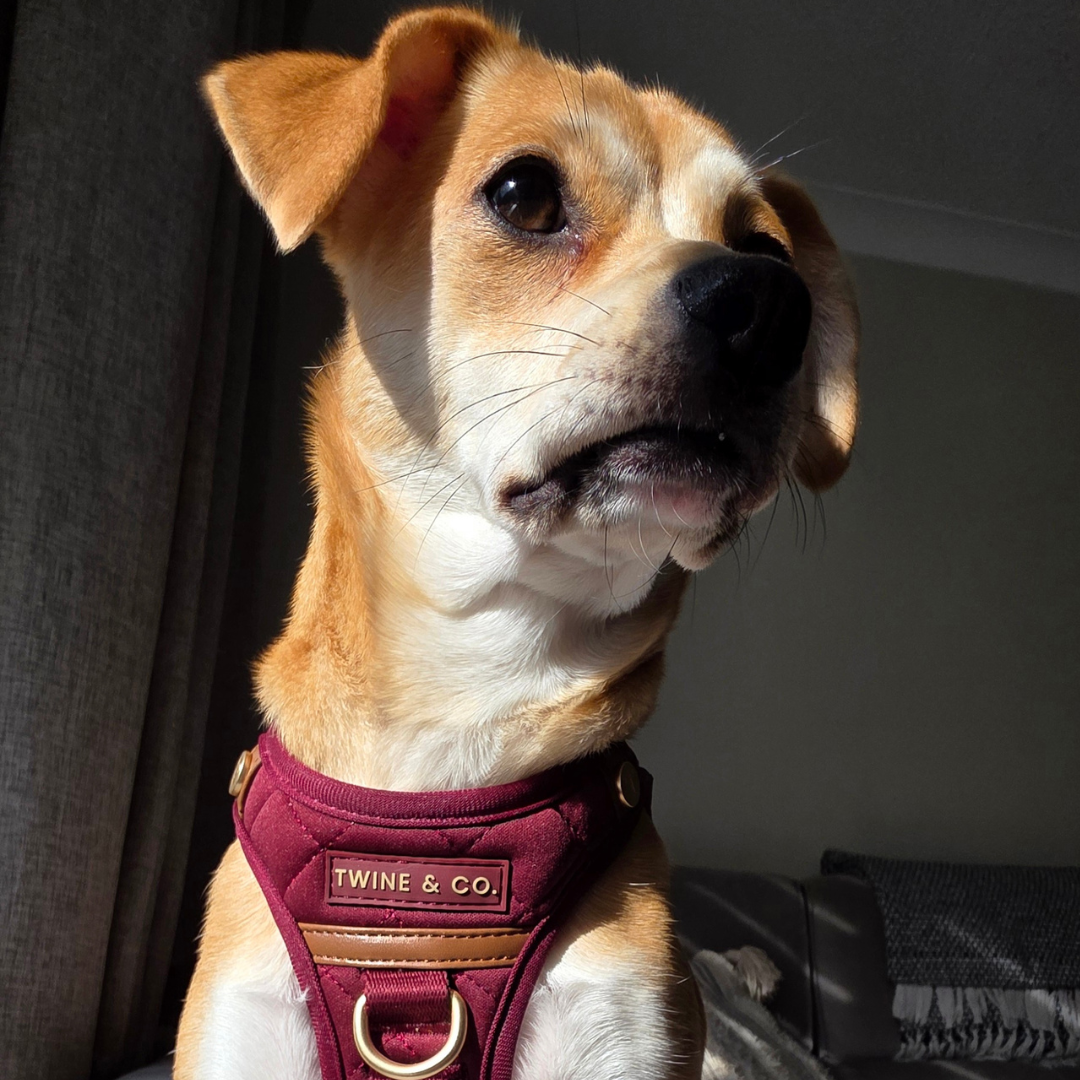 Dog Harness vs Collar: Which Is Better for Walking Your Dog?