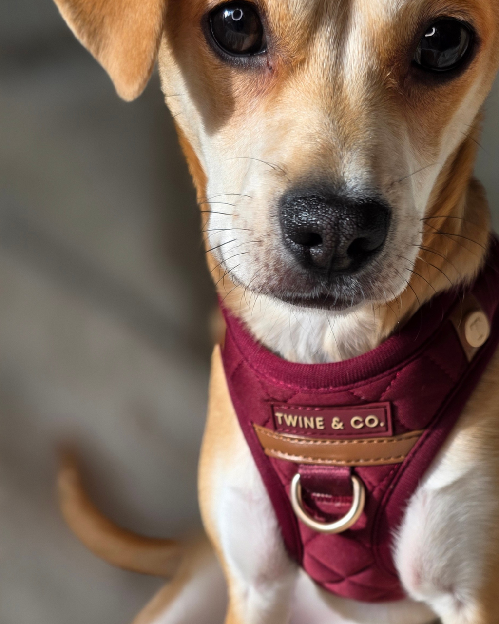 Signature Step-In Harness