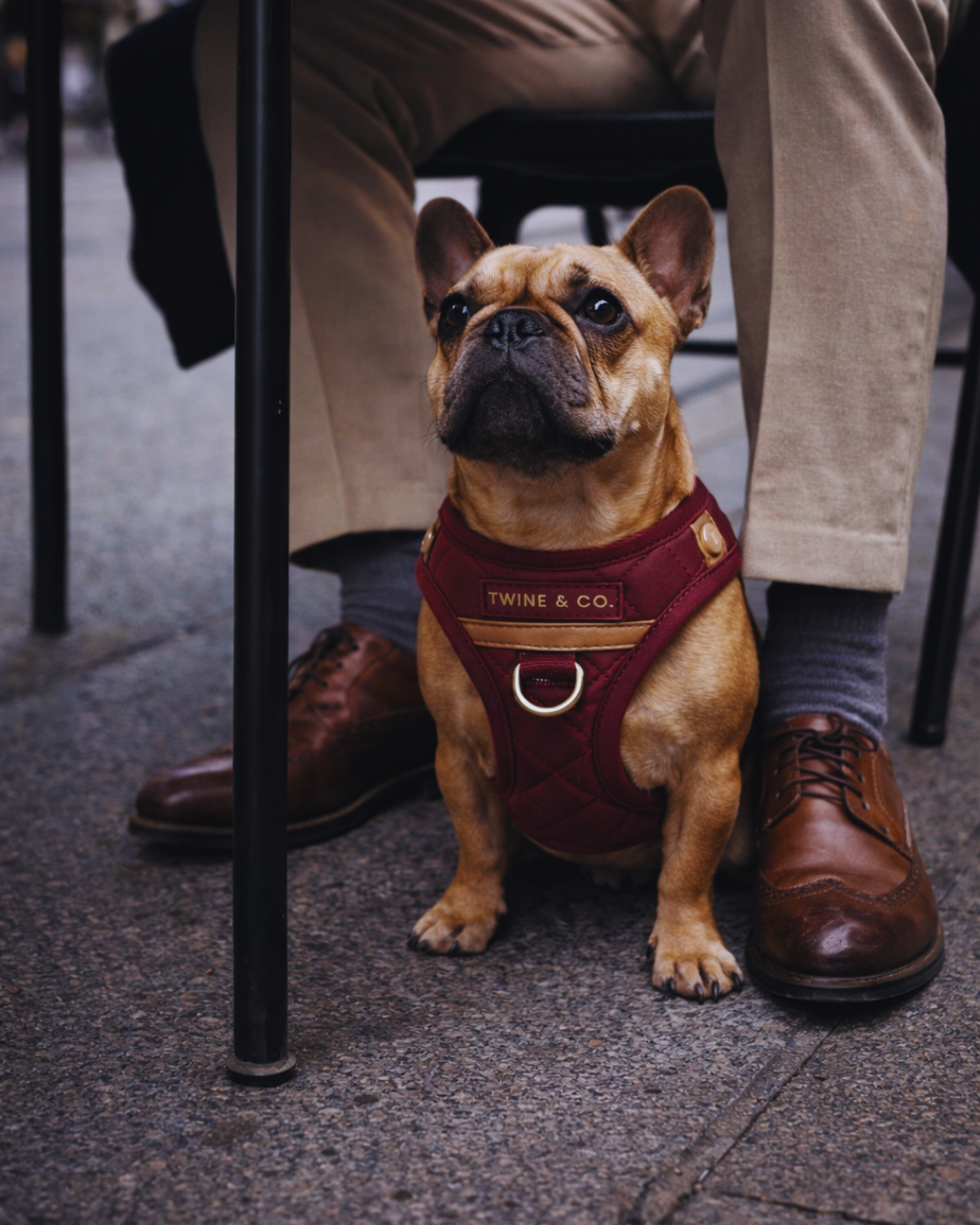 Signature Step-In Harness