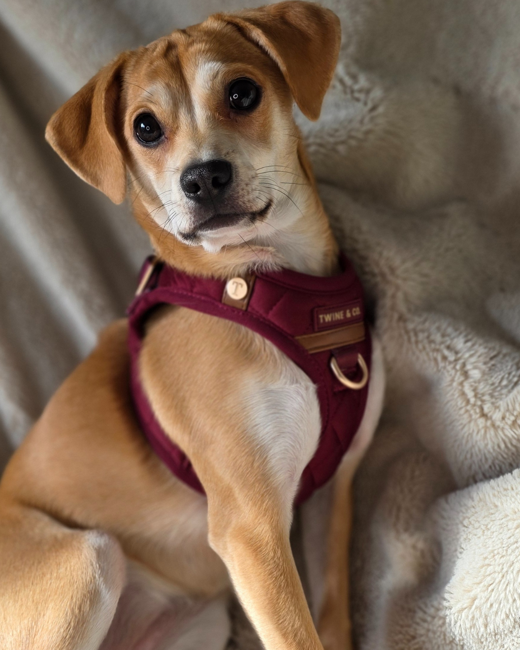 Signature Step-In Harness