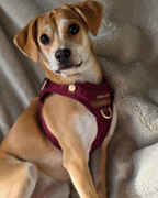 Signature Step-In Dog Harness