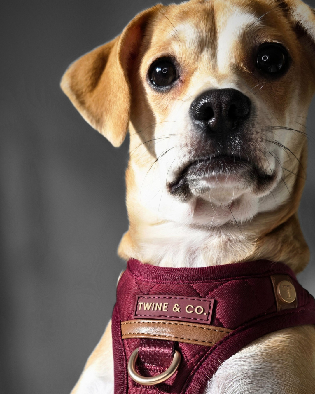 Signature Step-In Harness