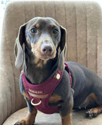 Signature Step-In Dog Harness
