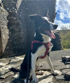 Signature Step-In Dog Harness