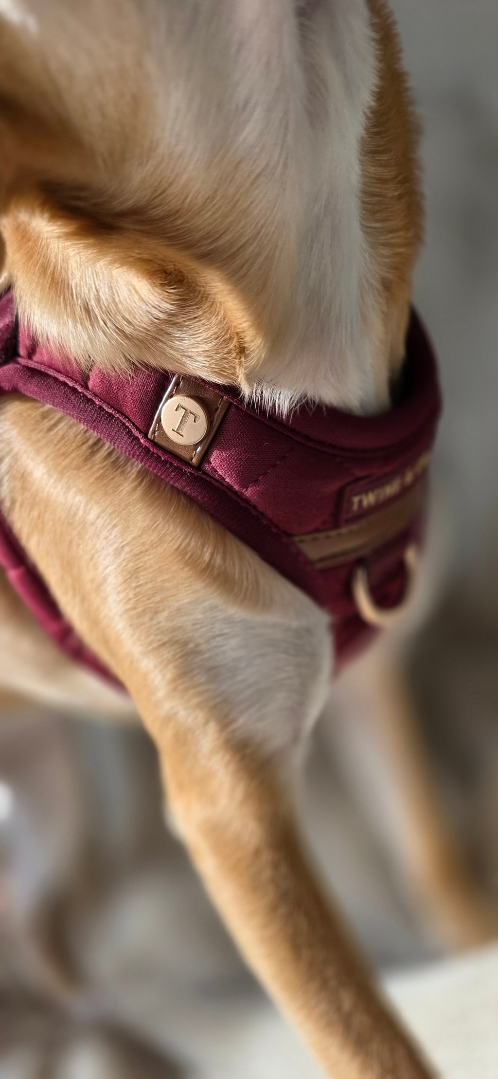 Signature Step-In Harness