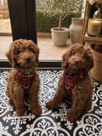 Signature Step-In Dog Harness